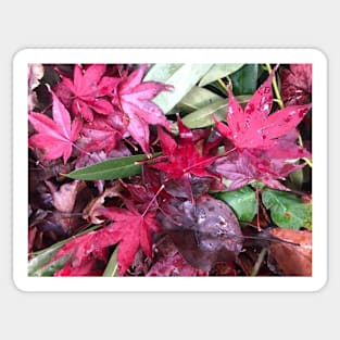 Rainy Red and Green Christmas Leaves on the Forest Floor Sticker